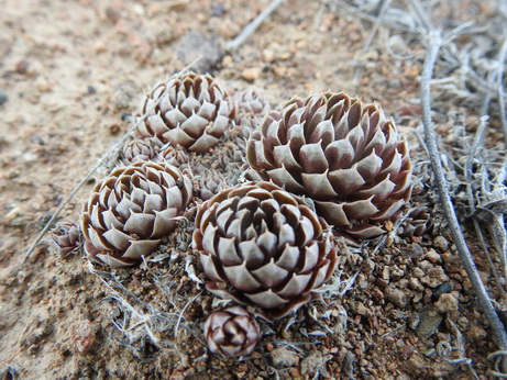 Orostachys spinosa 180518 Charyn 335_redimensionner.JPG