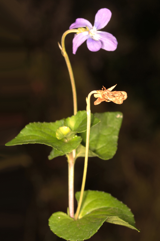 Violacées - Viola sp 1.jpg