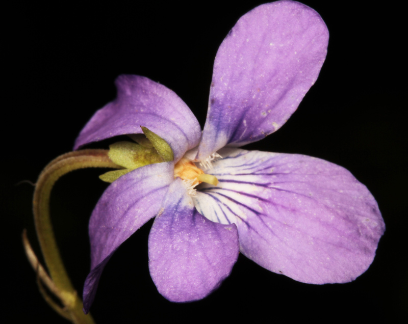 Violacées - Viola sp 2.jpg