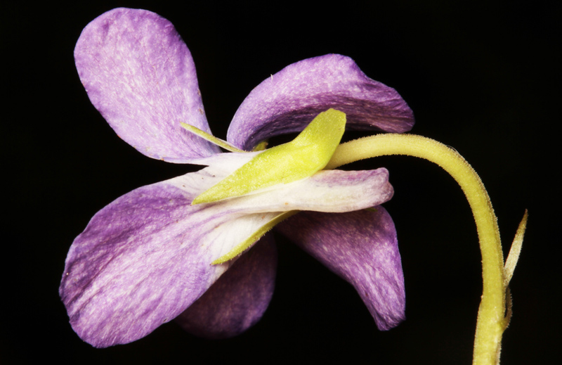 Violacées - Viola sp 3.jpg