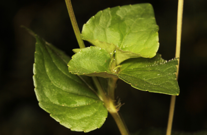 Violacées - Viola sp 4.jpg