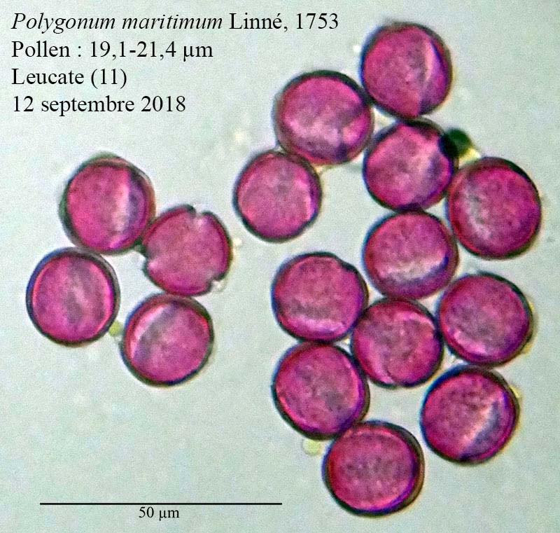 Polygonum maritimum-4a-Leucate-12 09 2018-ALG.jpg