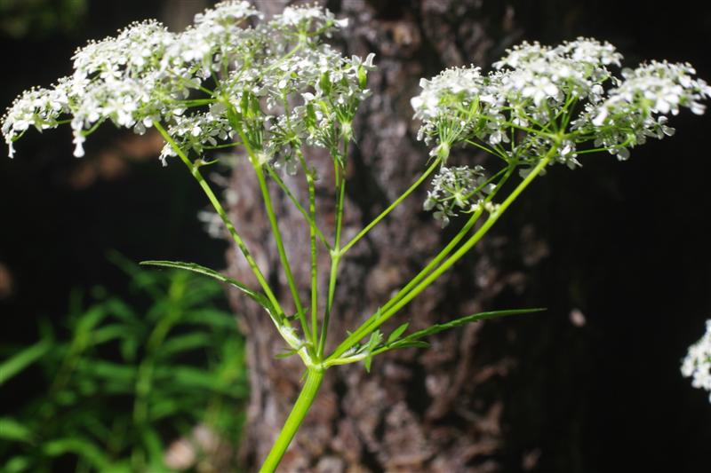 Inflorescence