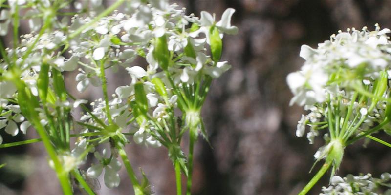 Détail de l'inflorescence