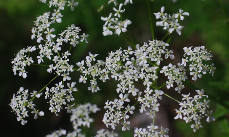 Fleurs