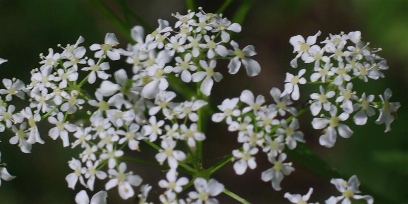 Fleurs