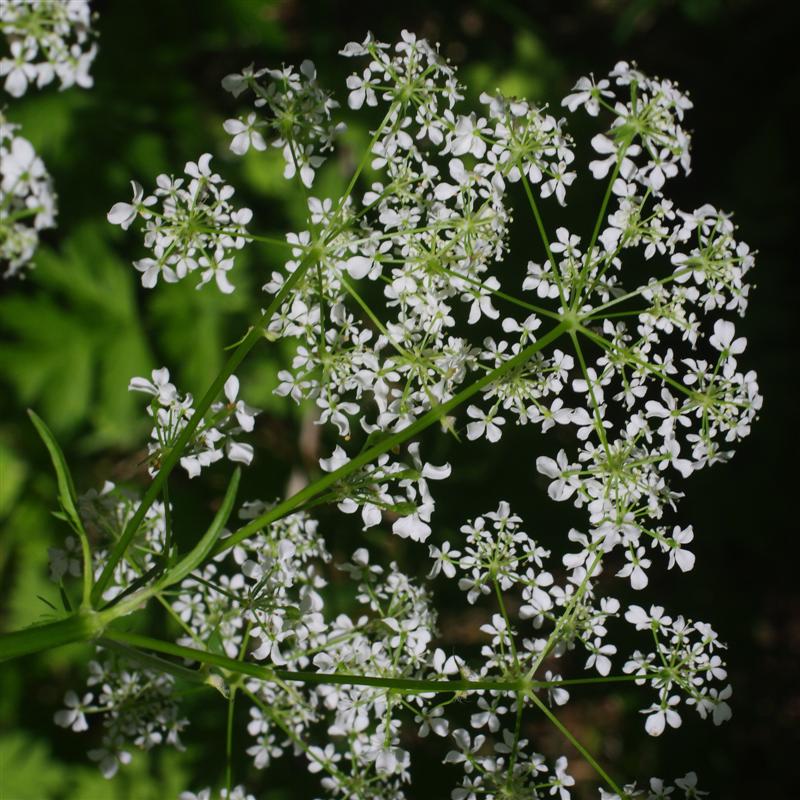 Inflorescence