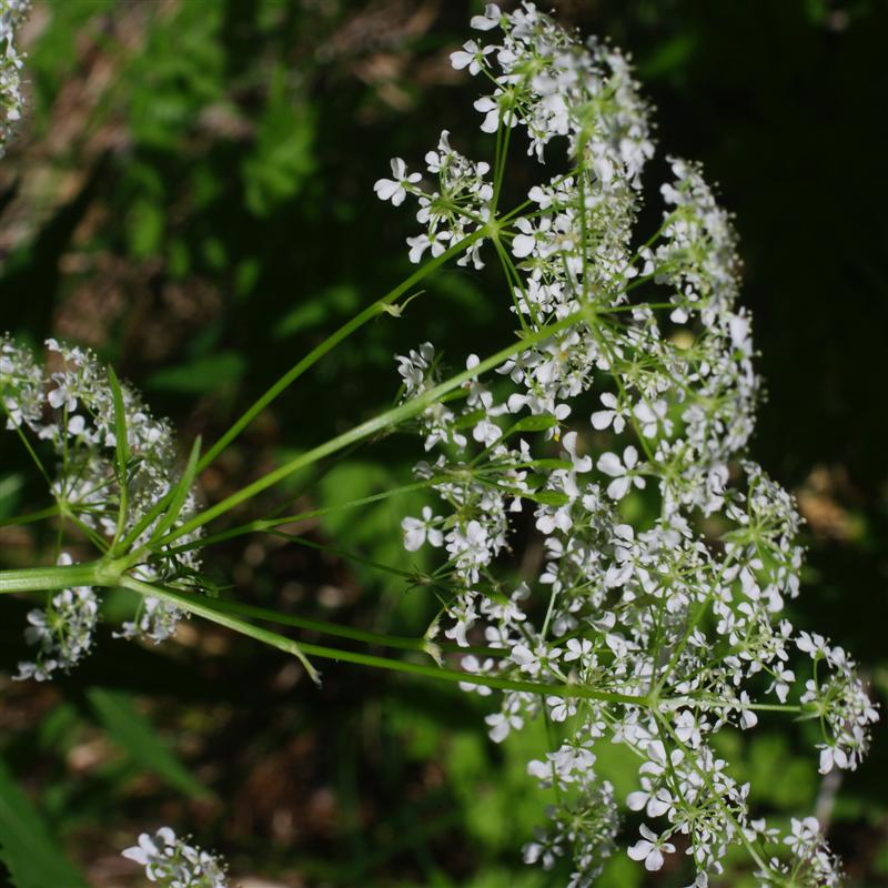 Inflorescence