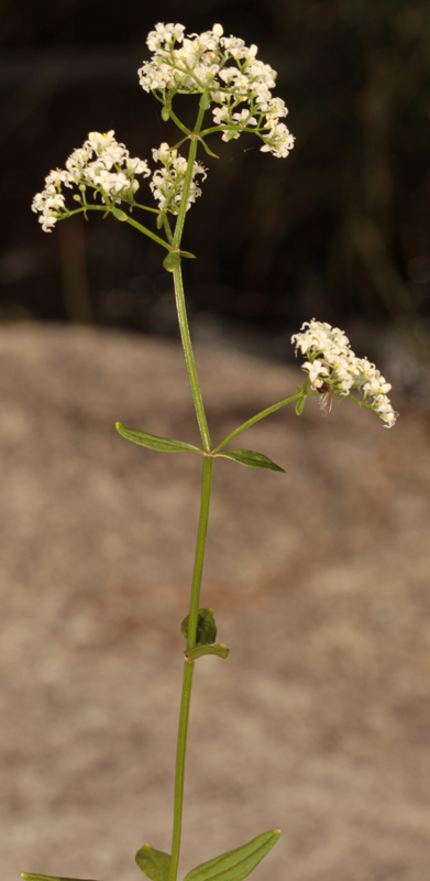 Rubacées - Galium broterianum - red 1.jpg