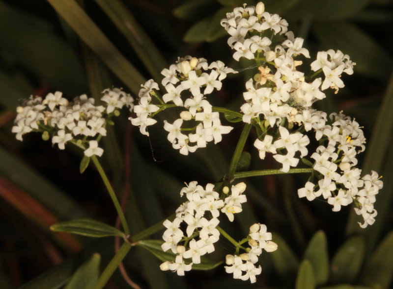 Rubacées - Galium broterianum - red 2.jpg