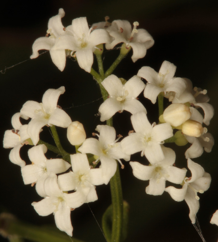 Rubacées - Galium broterianum - red 3.jpg