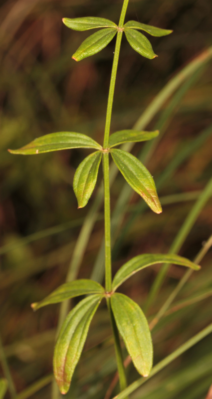 Rubacées - Galium broterianum - red 4.jpg