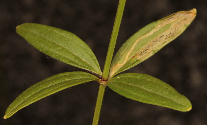 Rubacées - Galium broterianum - red 5.jpg