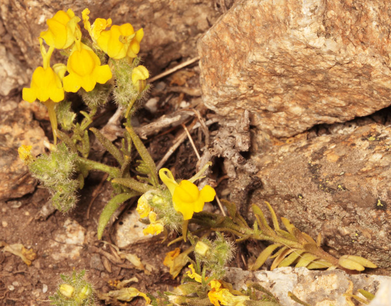 Plantaginacées - Linaria sp Sierra de Negros 2000m red 1.jpg