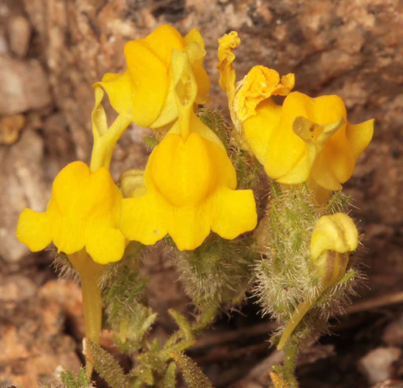 Plantaginacées - Linaria sp Sierra de Negros 2000m red 2.jpg