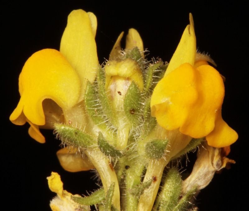 Plantaginacées - Linaria sp Sierra de Negros 2000m red 3.jpg