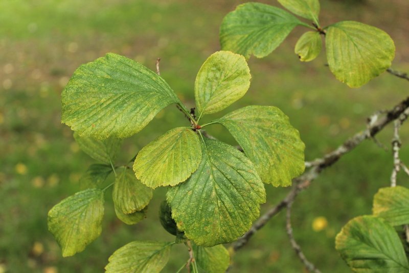 Crataegus punctata Jacq_2096_reduit.JPG