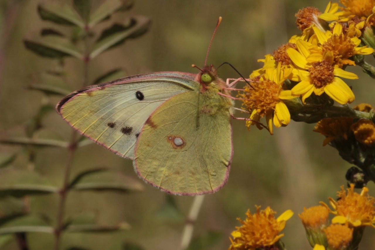 Colias.jpg