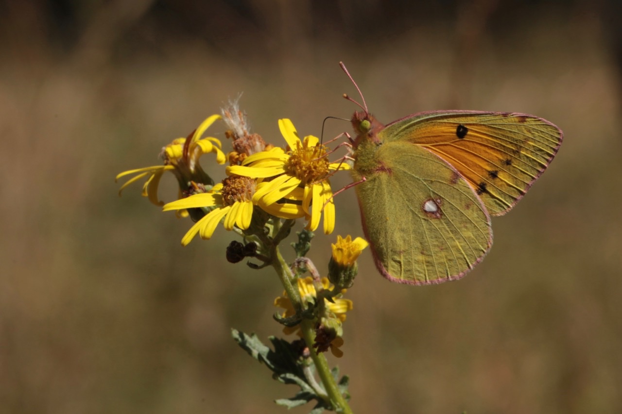 Colias sp..jpg