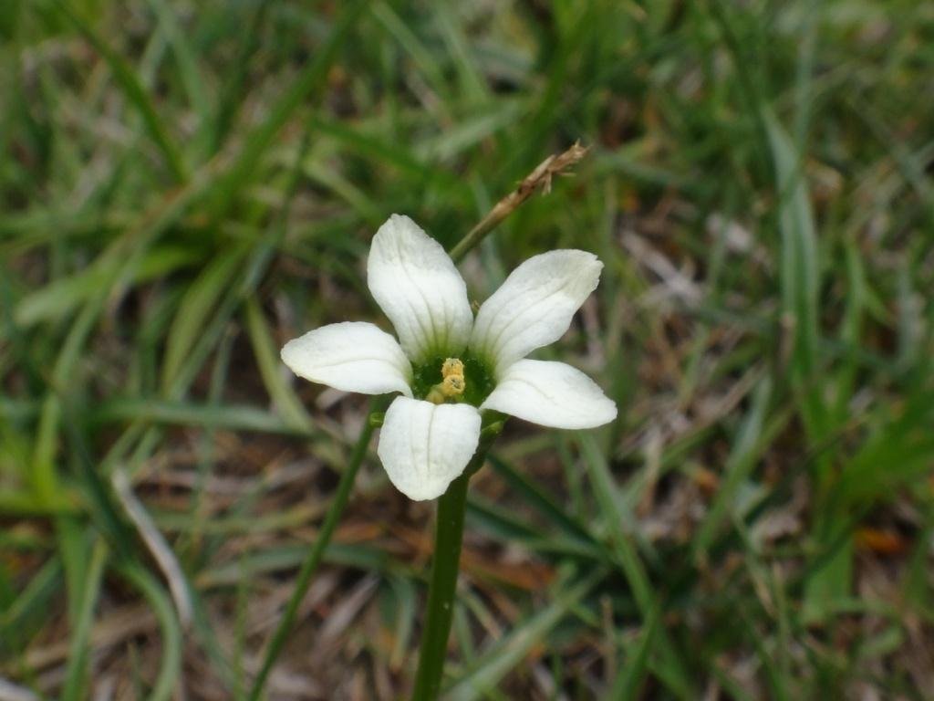 1-03-Parnassia laxmannii.JPG