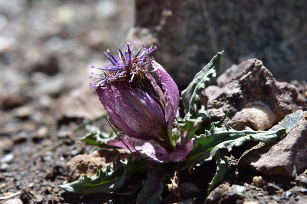 1-11-Saussurea bracteata.JPG