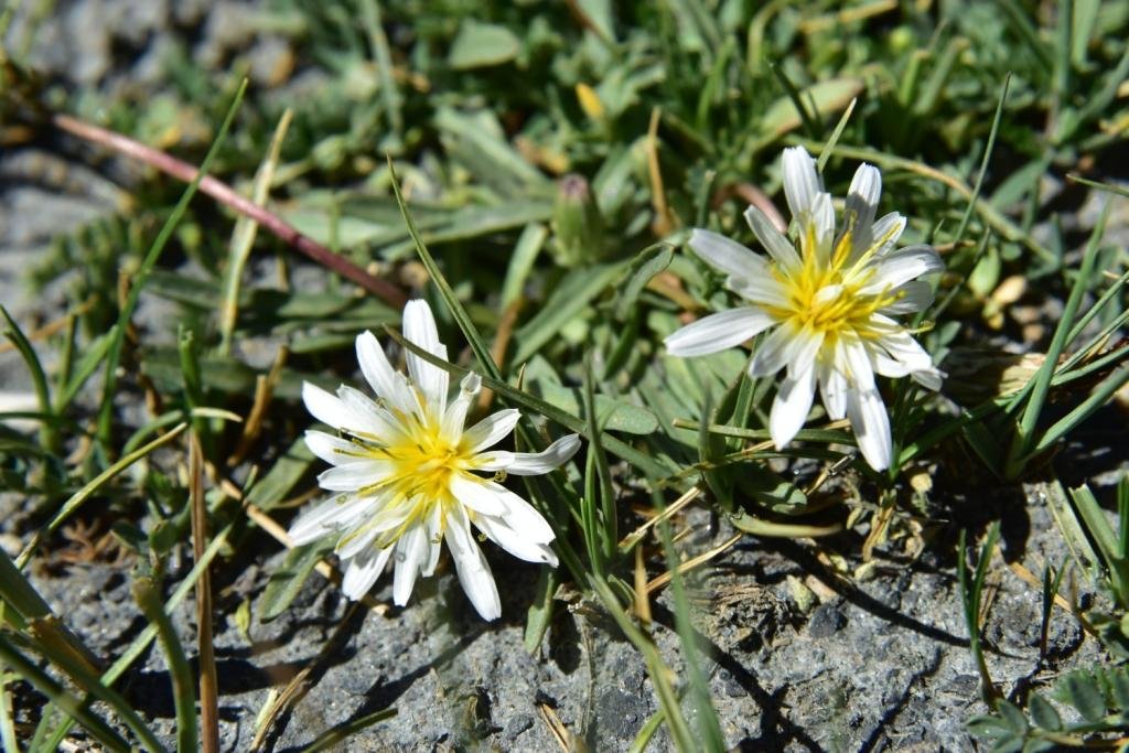 2-04-Taraxacum luridum.JPG