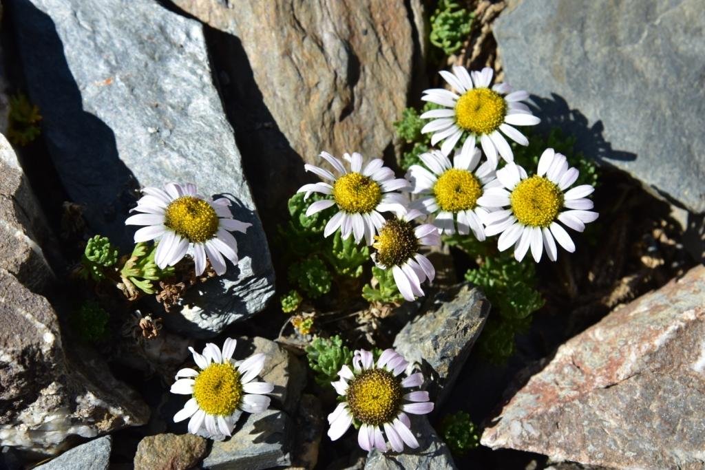 2-05-Waldheimia glabra.JPG