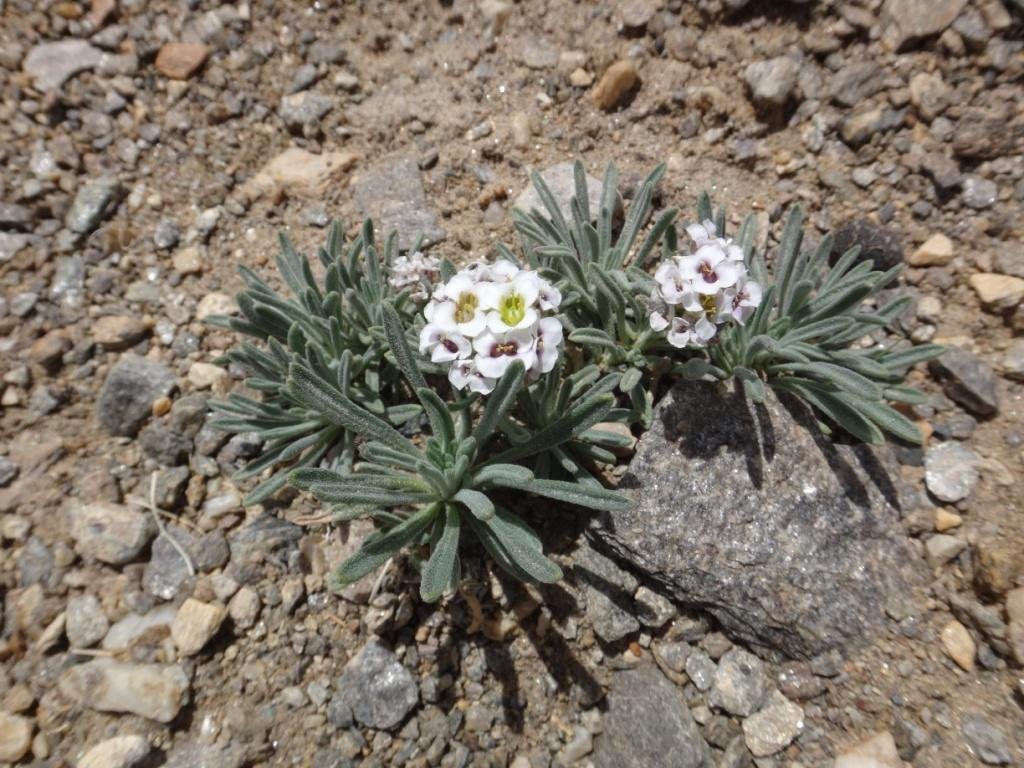 2-10-Lobularia maritima.JPG