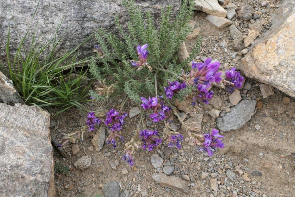 3-10-Oxytropis microphylla.JPG