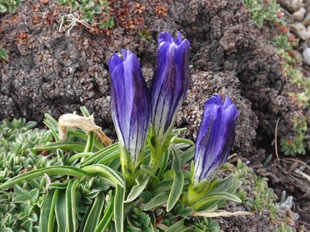 4-06-Gentiana algida.JPG