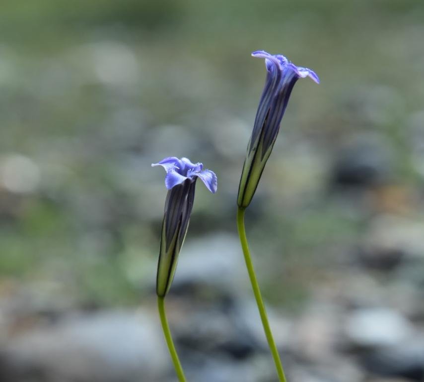 4-09-Gentianopsis paludosa.JPG