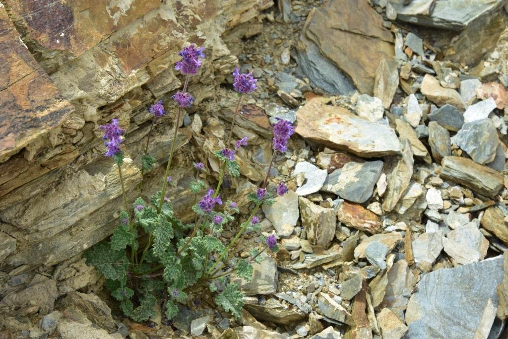 5-03-Nepeta floccosa.JPG