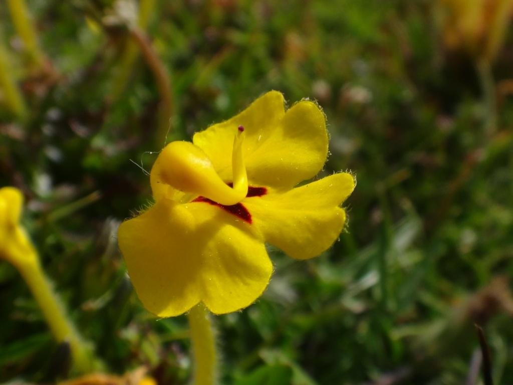 5-06-Pedicularis longiflora.JPG