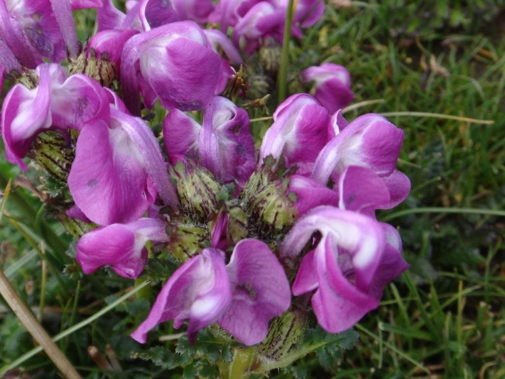 5-07-Pedicularis Rhinanthoides.JPG