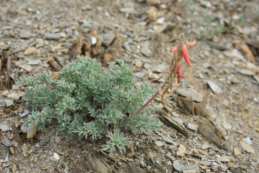 5-09-Corydalis sp .JPG