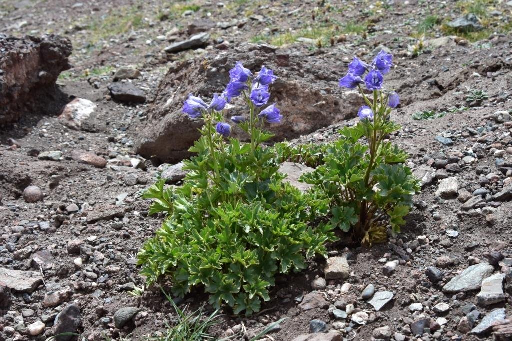 6-05-Delphinium brunonanium.JPG