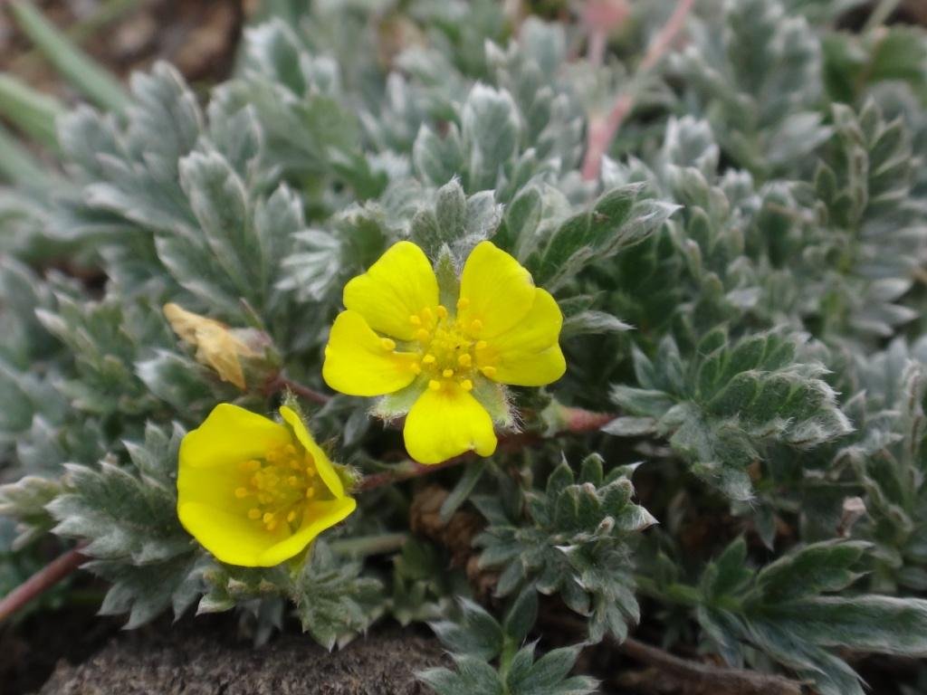 6-06-Potentilla sp.JPG