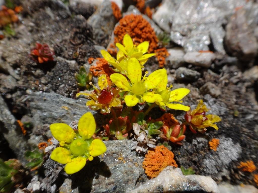 6-09-Saxifraga jacquemontiana.JPG