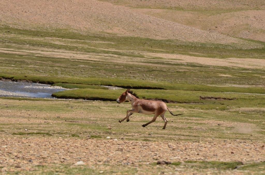 7-06-Equus kiang kiang.JPG