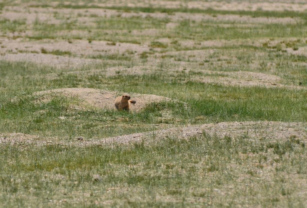 7-08-Marmota caudata.JPG