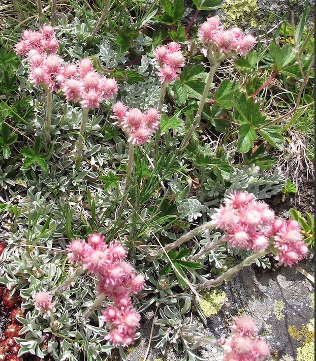 Flore des Ecrins