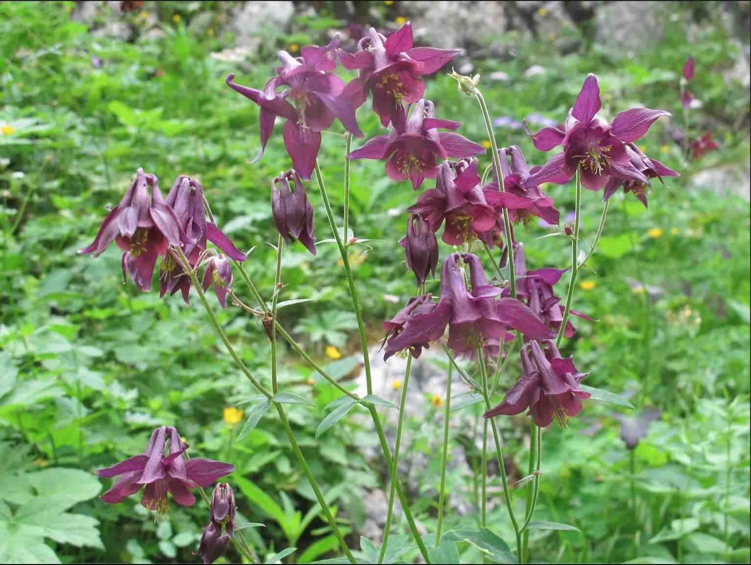 Aquilegia atrata.jpg