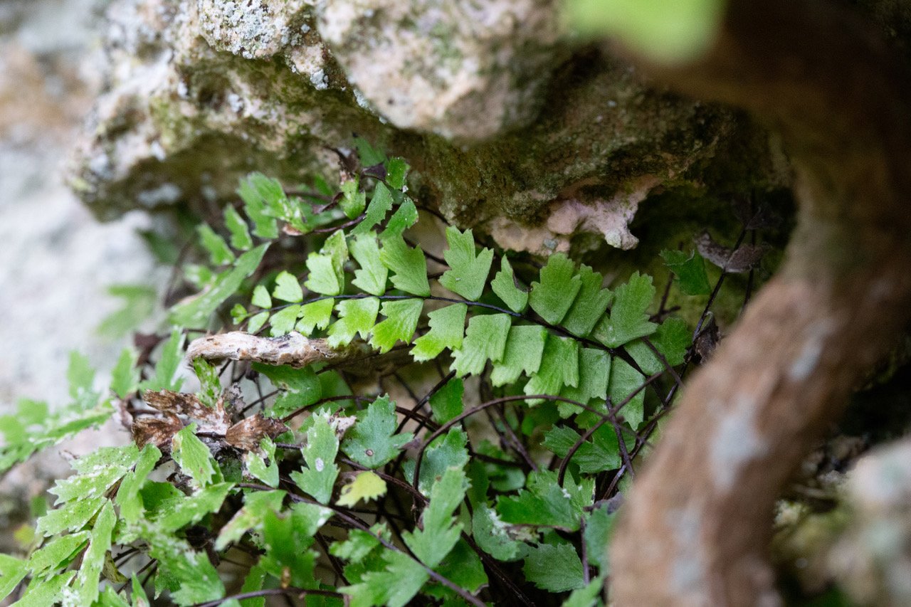 asplenium x-2.jpeg