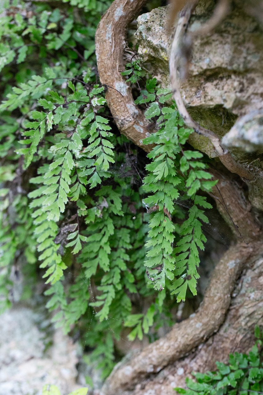 asplenium x.jpeg