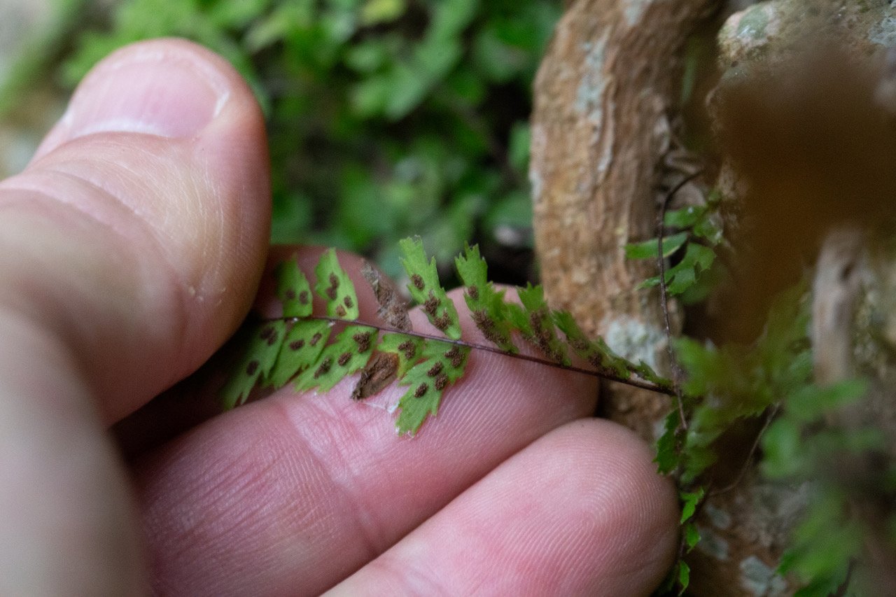 asplenium x-3.jpeg