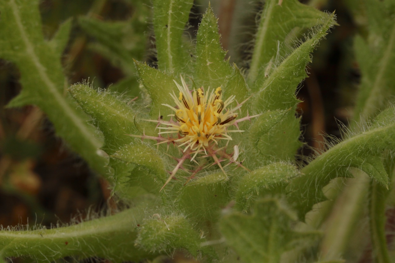 Centaurea benedicta 1.jpg