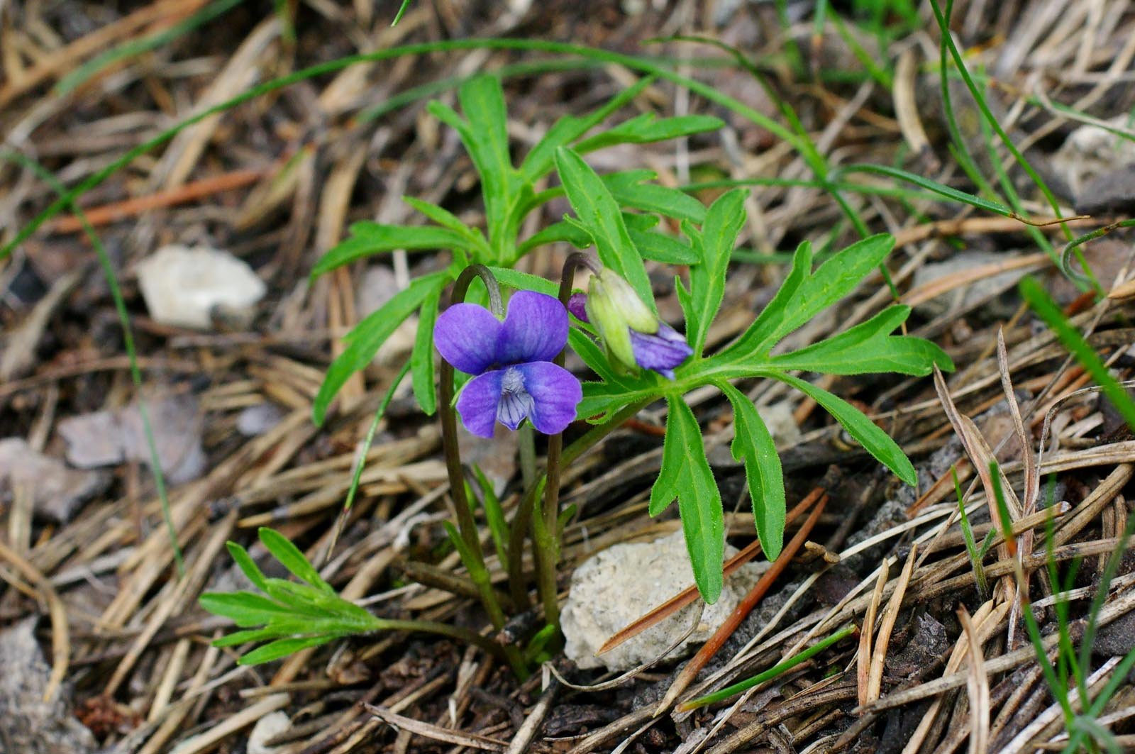Violette pennée (col des Ourdeis II).jpg