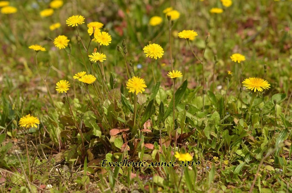 Crepis sancta.JPG