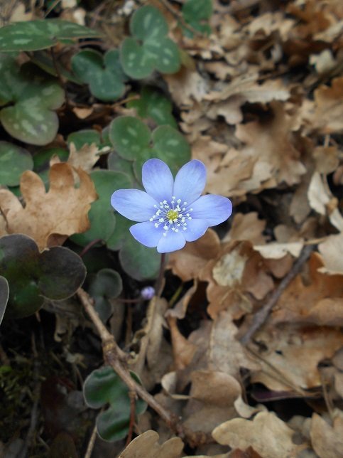 Anémone hépatique (Hepatica nobilis).JPG