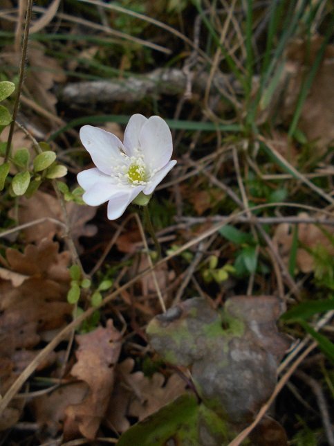 Anémone hépatique blanche (Hepatica nobilis).JPG